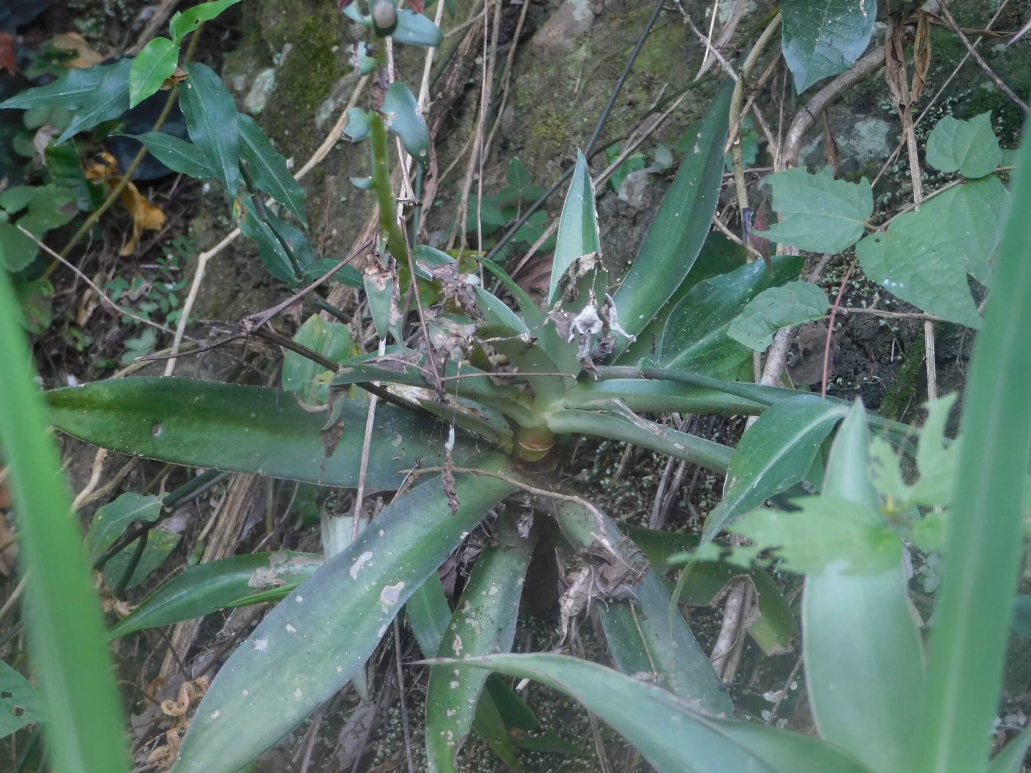 Echeveria canaliculata